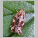 Tortricidae sp - Wickler 03a.jpg